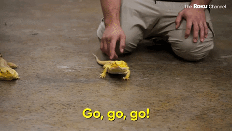 Season 1 Omg GIF by The Roku Channel