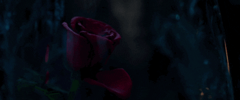 rose petal GIF by Beauty And The Beast