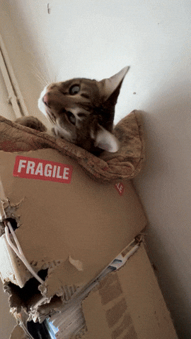 Cat Jump Scare With Paw Reach