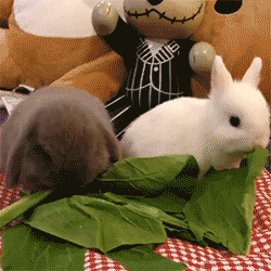 bunnies lettuce GIF