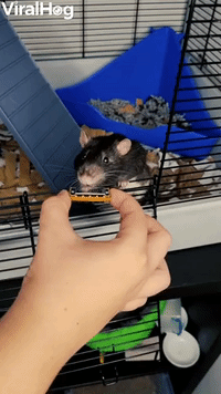 Talented Rat Plays Tiny Harmonica