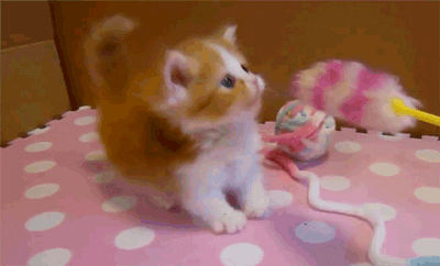 cat awwwww GIF