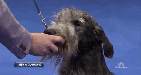 national dog show 2018 GIF by NBC