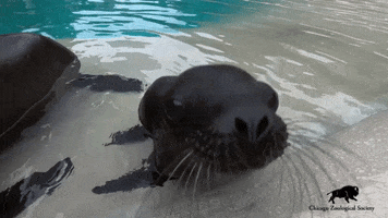 BrookfieldZoo hello baby jump jumping GIF