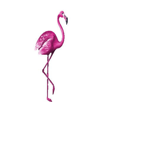 summer flamingo Sticker by Runarchy RC