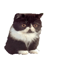 kitten surprise STICKER by imoji