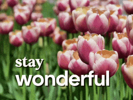 Blooming Spring Season GIF by Sealed With A GIF