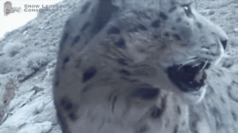 SnowLeopardConservancy giphyupload snow wildlife boop GIF