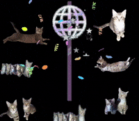 Happy New Year GIF