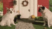 season 1 cats GIF by Animals