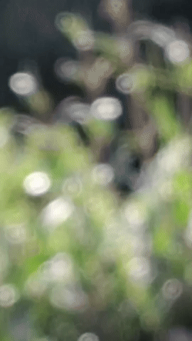 Simongip giphyupload GIF