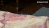 cat spying GIF