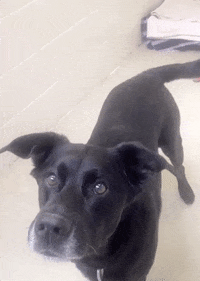 happy dog GIF by Nebraska Humane Society 