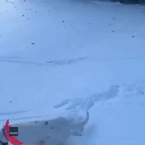 Dog Zooms Around in the Vermont Snow