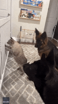Cats and Dogs Inspect Newborn Baby Sleeping in Crib