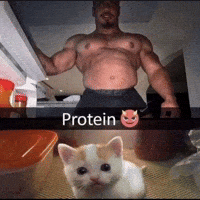 Who Is He Small Cat GIF