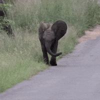 Adorable Baby Elephant Practices Charging Skills