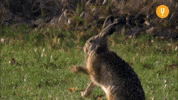 Rabbit Hole Dancing GIF by CuriosityStream