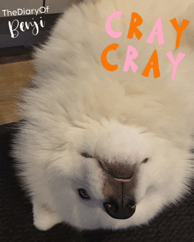Benji Samoyed GIF