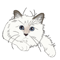 cat fashion Sticker by HOKK FABRICA