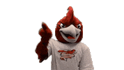 Roadrunners Rcnj Sticker by Ramapo College of New Jersey