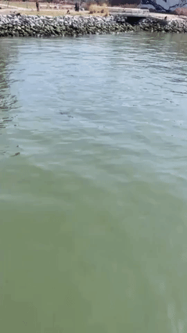 Dolphins Spotted Near Brooklyn Banks of New York's East River