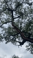 Live Oak Tree Damaged by Lightning in Central Texas