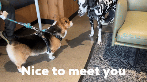 Nice To Meet You GIF