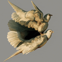 Bg Network GIF by Aleksey Efremov