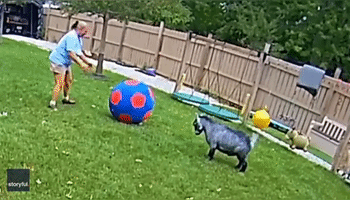 Playful Goat Enjoys Headbutting Gigantic Soccer Ball