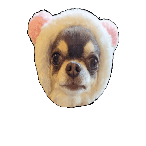 Chihuahua Bm Sticker