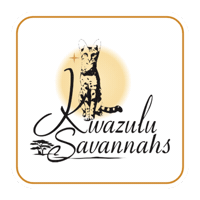 Savannah Cat Sticker by Kwazulu Savannahs