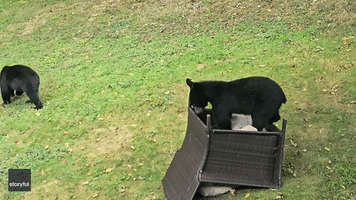 Bear Cub's Playful Antics