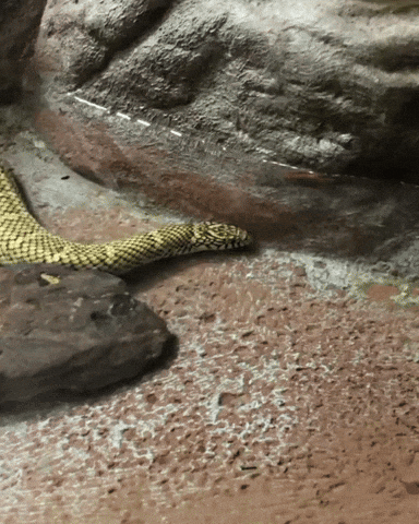 Snake Swimming GIF by Valley Zoo Development Society