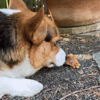 Corgi Treat GIF