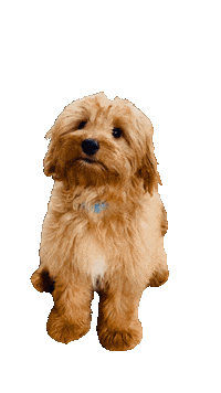 Golden Doodle Puppy Sticker by Leo Young Real Estate