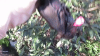 'It's Flappy Time!': Rescued Baby Bat Can't Stop Wriggling