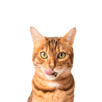 Cat Kat Sticker by Vitalstyle