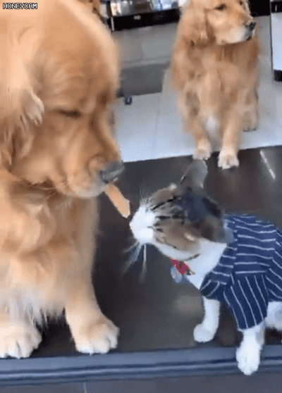 cuteanimalland giphyupload GIF