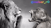 Monkey Leon GIF