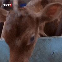 Shock What GIF by TRT