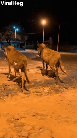 Donkeys Move in Perfect Unison