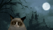 Grumpy Cat GIF
