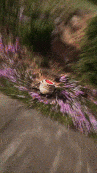 Alexanderthegreat GIF by Youtooz