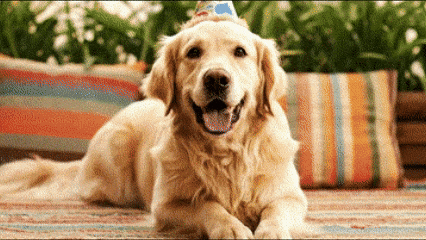 3rive giphyupload GIF