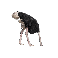 Sticker Vogel Sticker