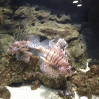 fish atlanta aquarium GIF by Tiffany