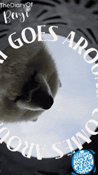 What Goes Around Round GIF