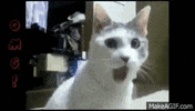 funny cats GIF