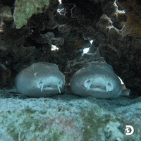 dscsocial sharks sharkweek GIF